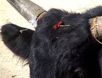 toros